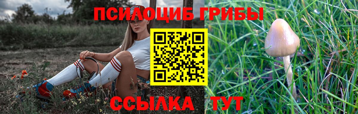 Псилоцибиновые грибы мицелий Корсаков